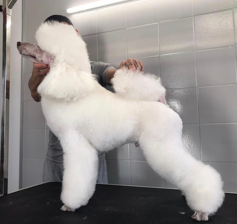 Naike’s Grooming toelettatura di Giovanni Mastropietro - Foto 1