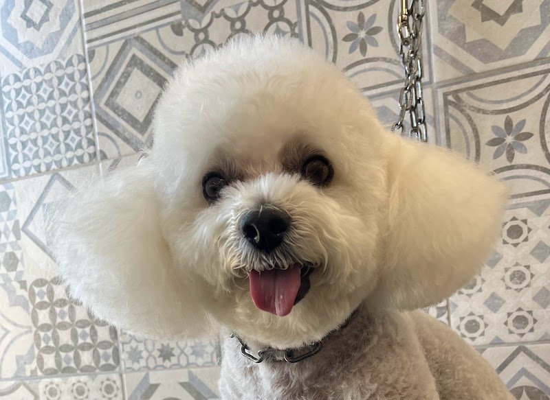 Naike’s Grooming toelettatura di Giovanni Mastropietro - Foto 2