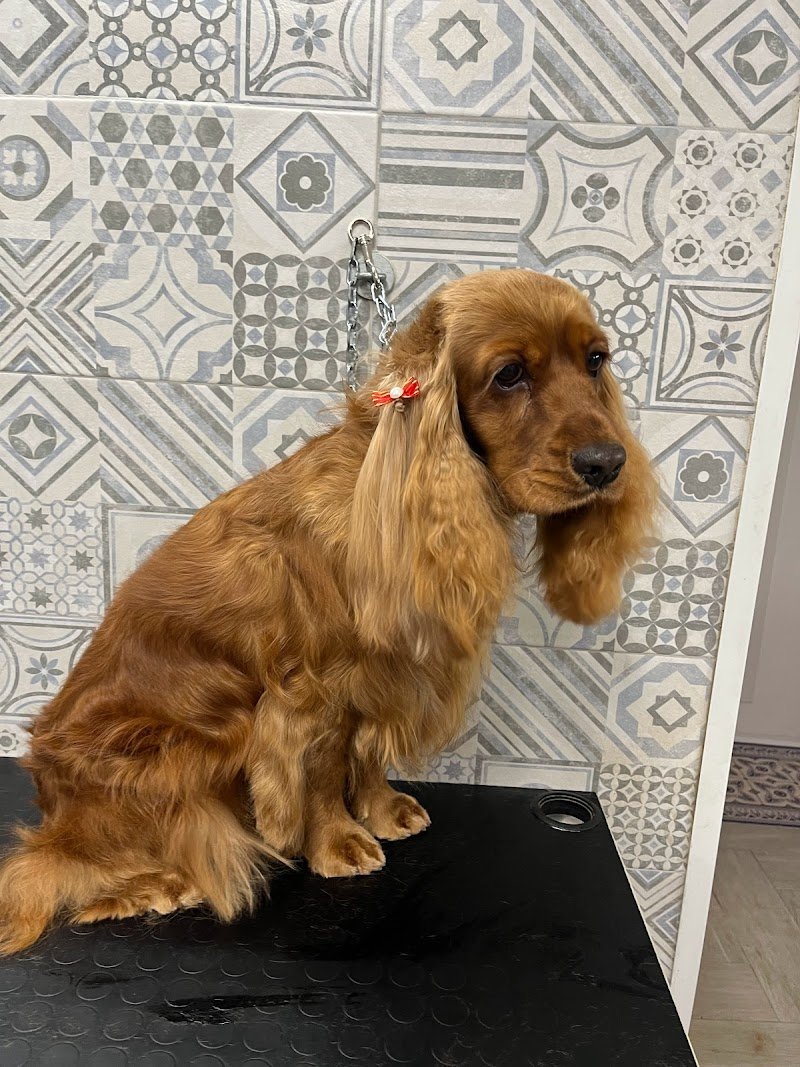 Naike’s Grooming toelettatura di Giovanni Mastropietro - Foto 3