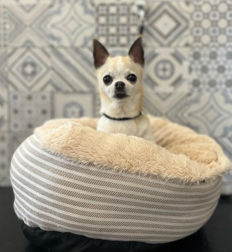 Naike’s Grooming toelettatura di Giovanni Mastropietro - Foto 4