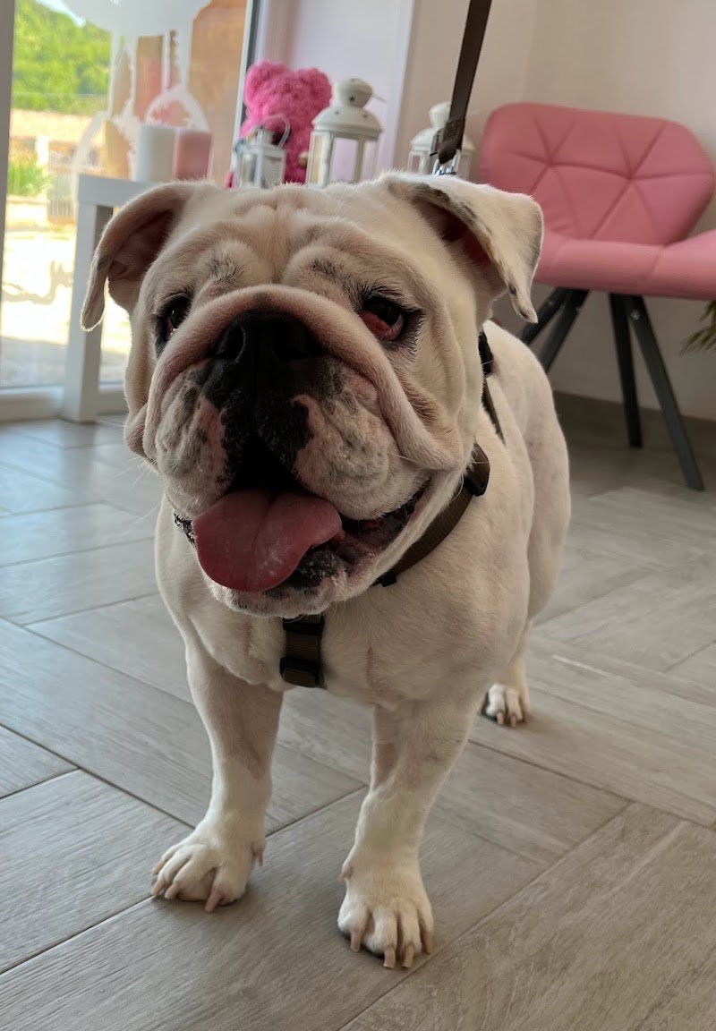 Naike’s Grooming toelettatura di Giovanni Mastropietro - Foto 5