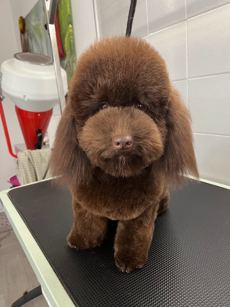 Naike’s Grooming toelettatura di Giovanni Mastropietro - Foto 6