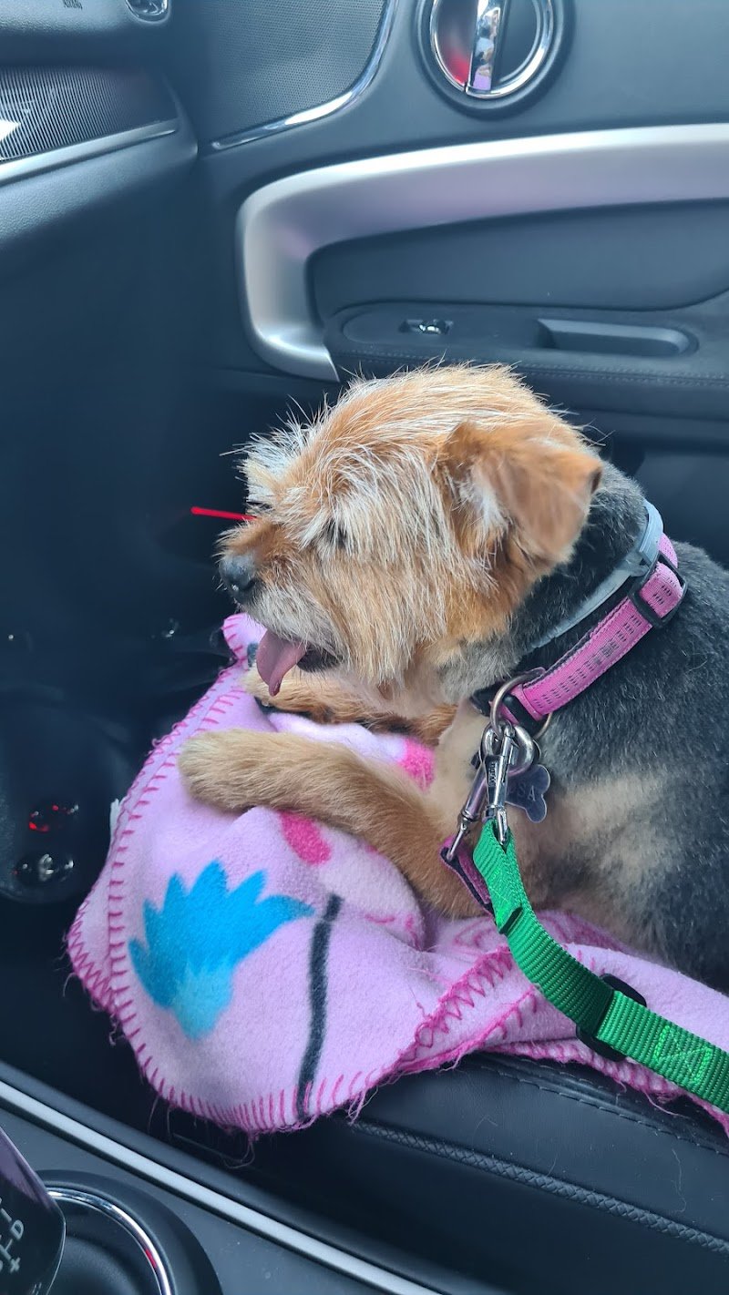 Narcisi toilette per Cani - Foto 6