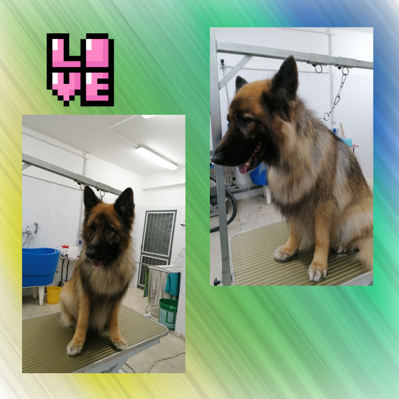 Nati con la coda di Anna Taldone - Foto 2