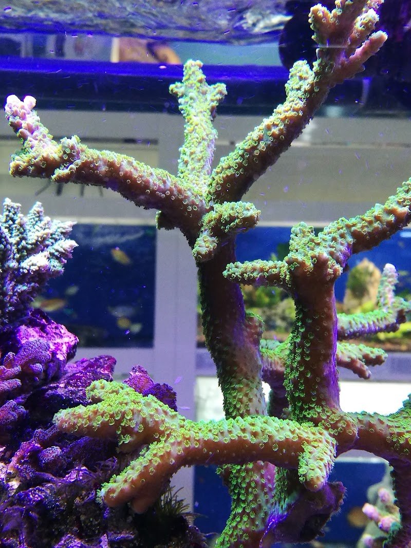 Natura Vera - Foto 2