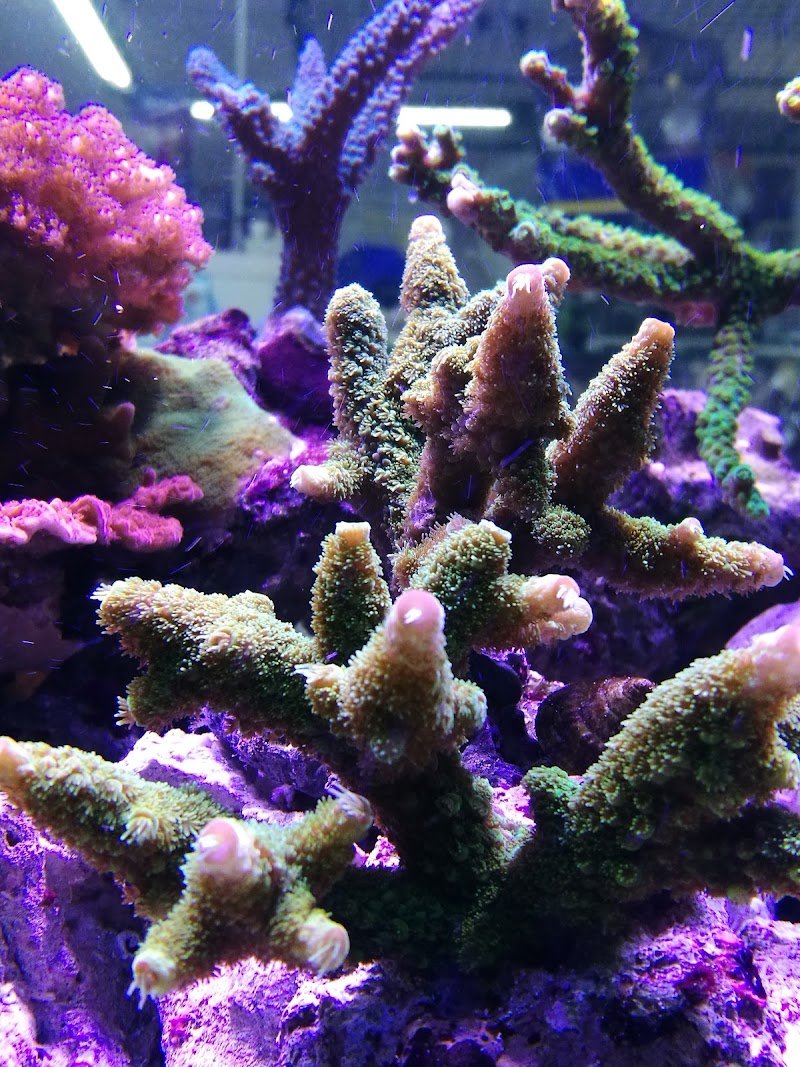 Natura Vera - Foto 4