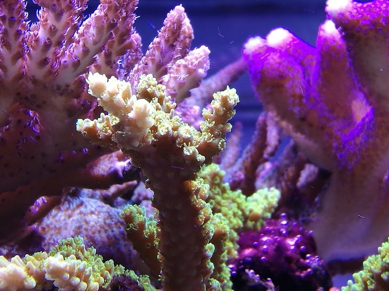 Natura Vera - Foto 6