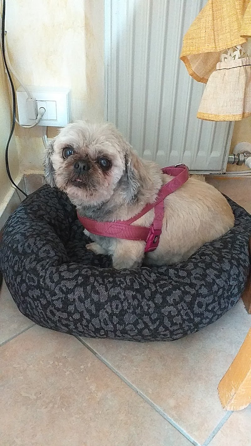 New Pet Point Shop - Foto 1