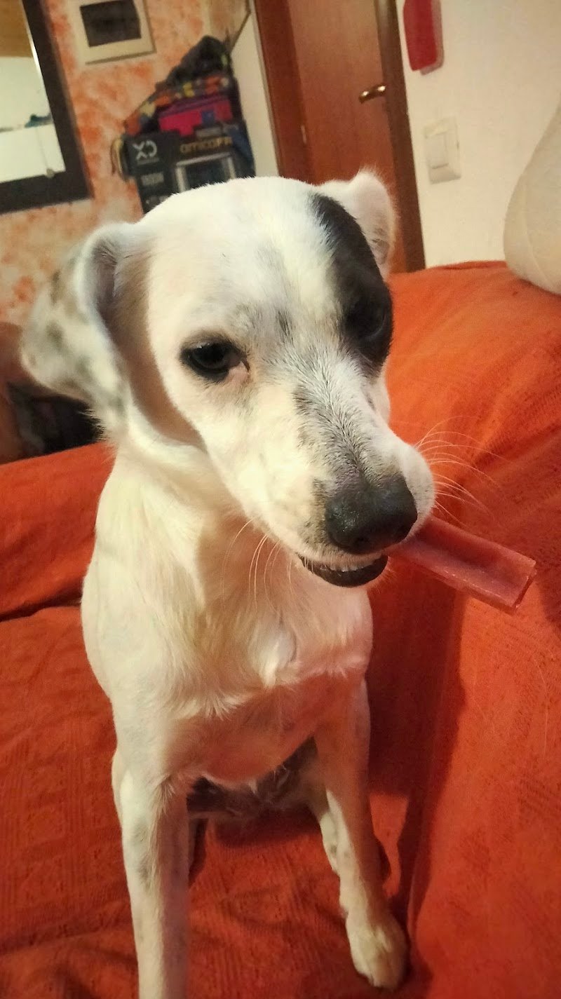 New Pet Point Shop - Foto 2