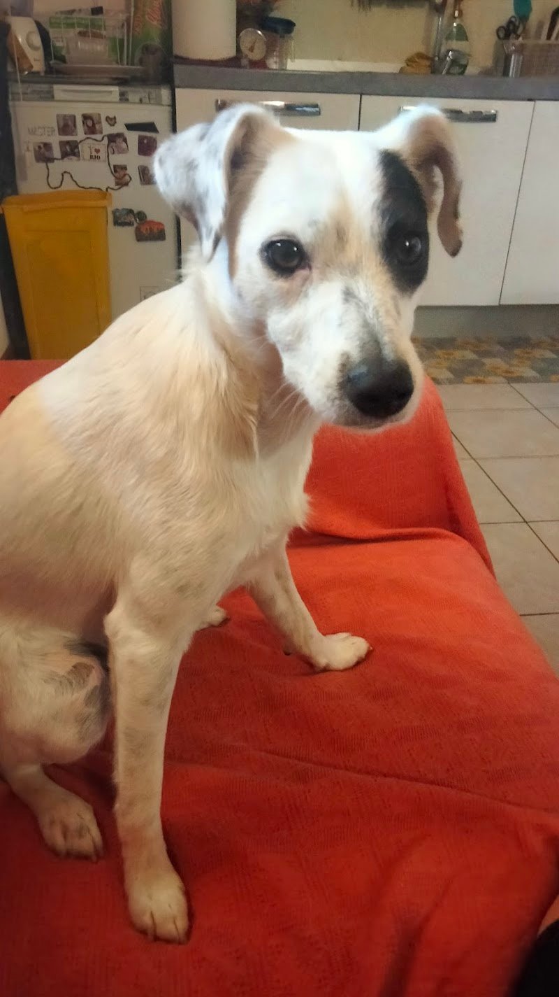 New Pet Point Shop - Foto 3