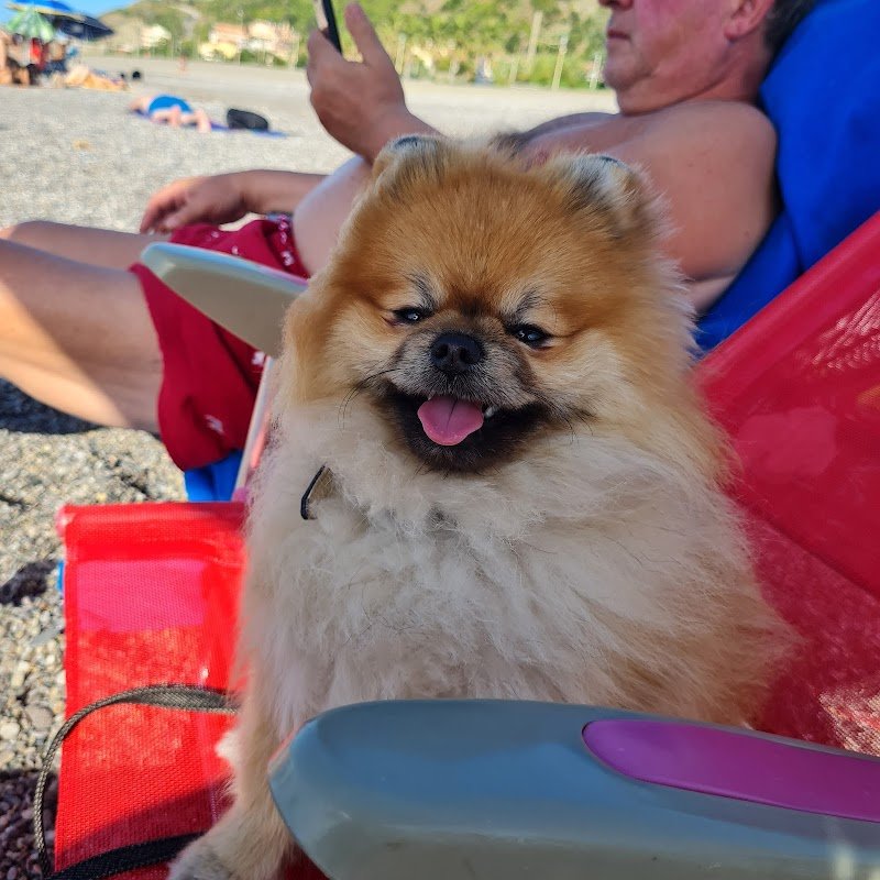 NOA Toelettatura Enna - Foto 1