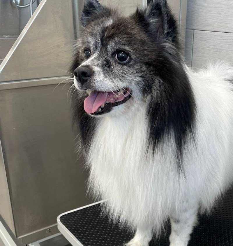 NOA Toelettatura Enna - Foto 2