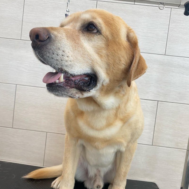 NOA Toelettatura Enna - Foto 4