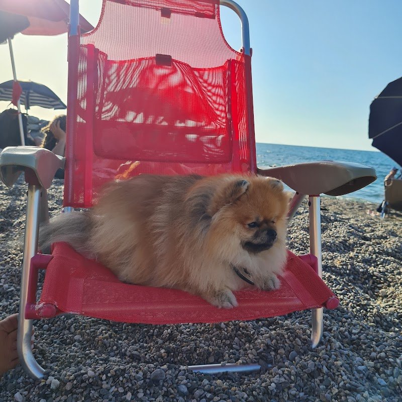 NOA Toelettatura Enna - Foto 5