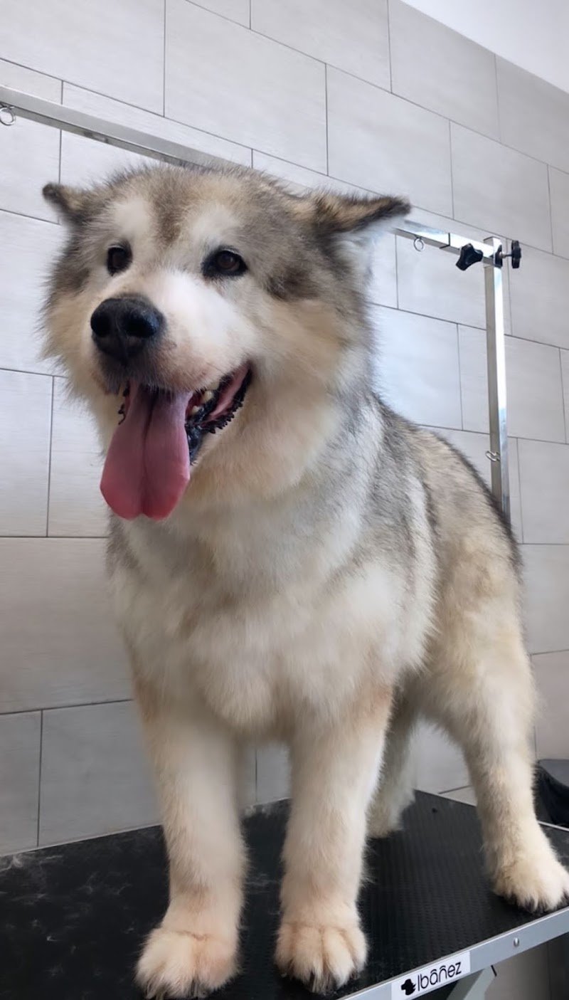 NOA Toelettatura Enna - Foto 6