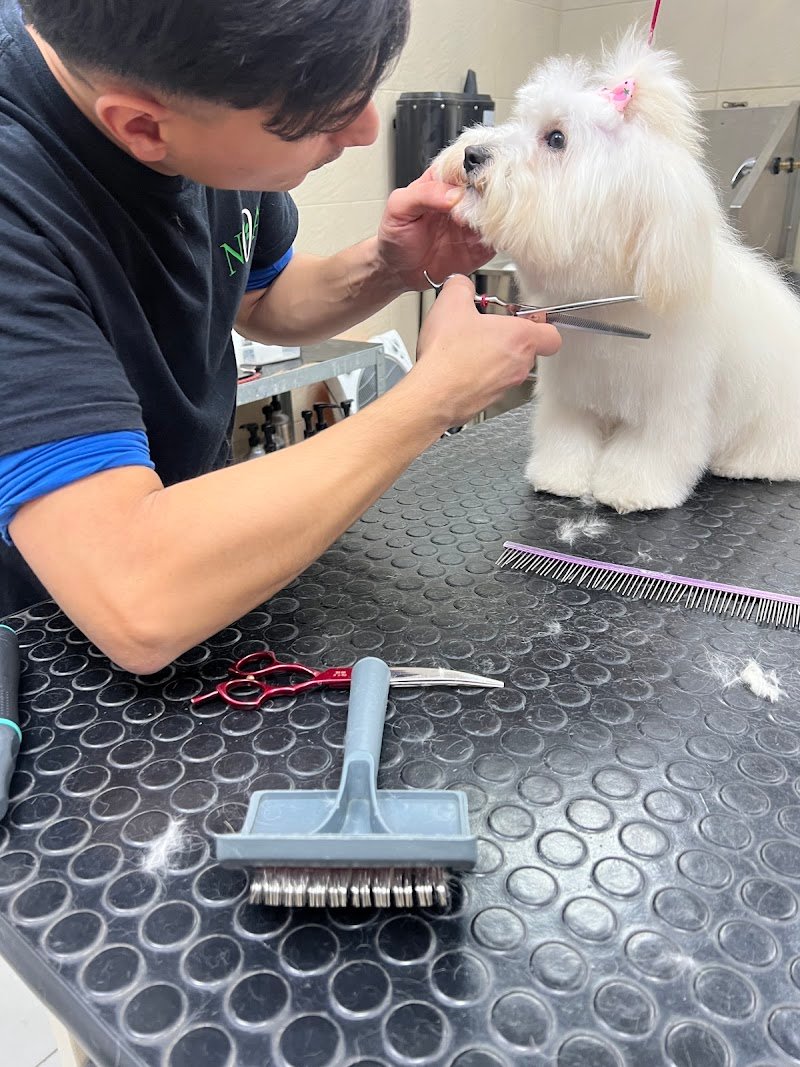 NOA Toelettatura - Foto 1