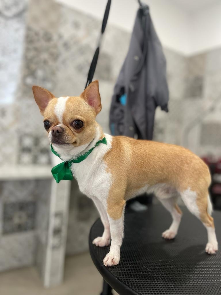 NOA Toelettatura - Foto 4