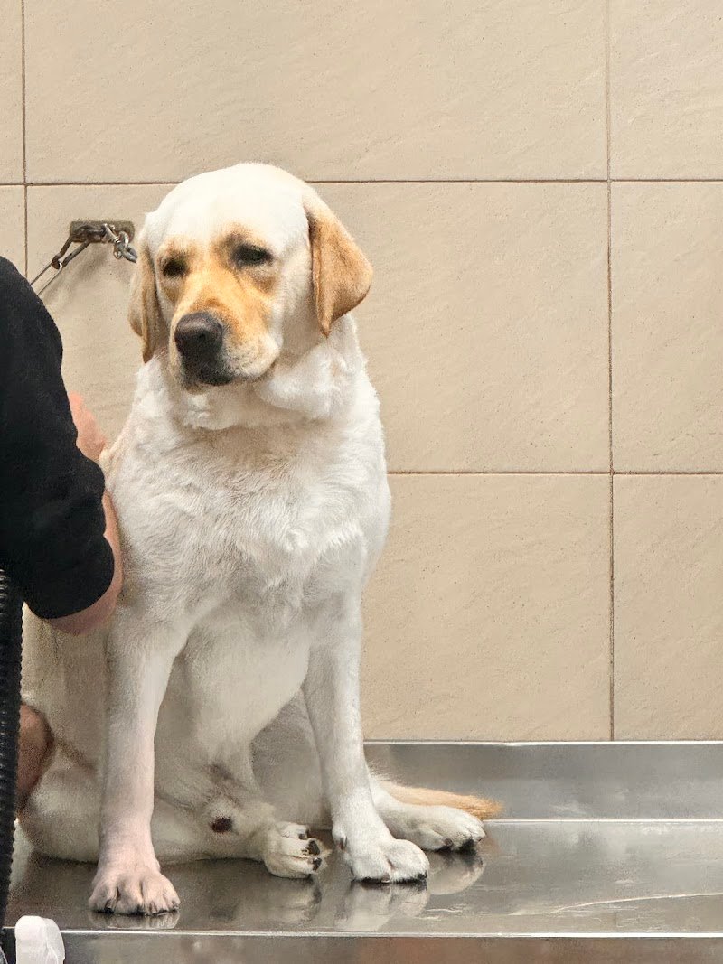 NOA Toelettatura - Foto 5