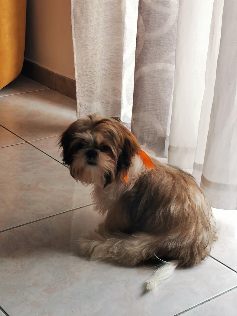 NOA Toelettatura - Foto 6