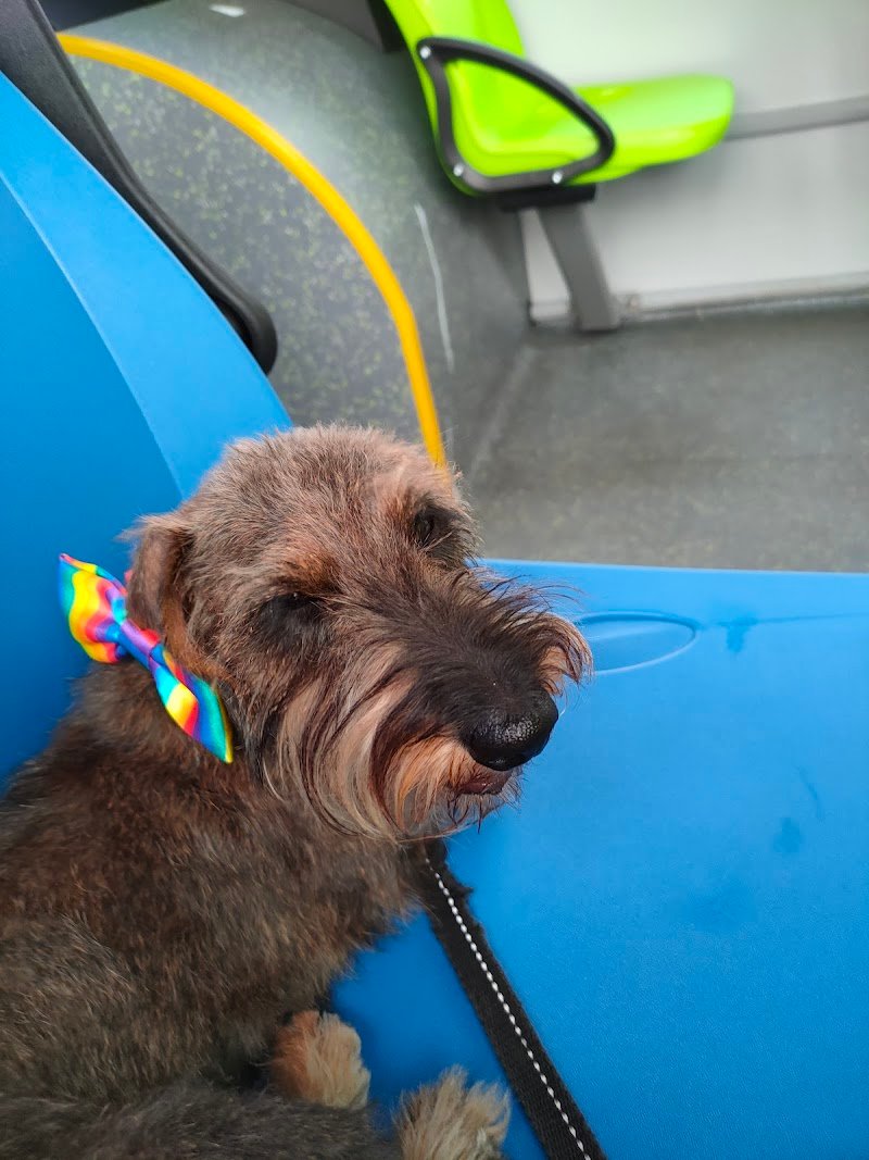 Nonsolocani Di Cassani Chiara - Foto 1