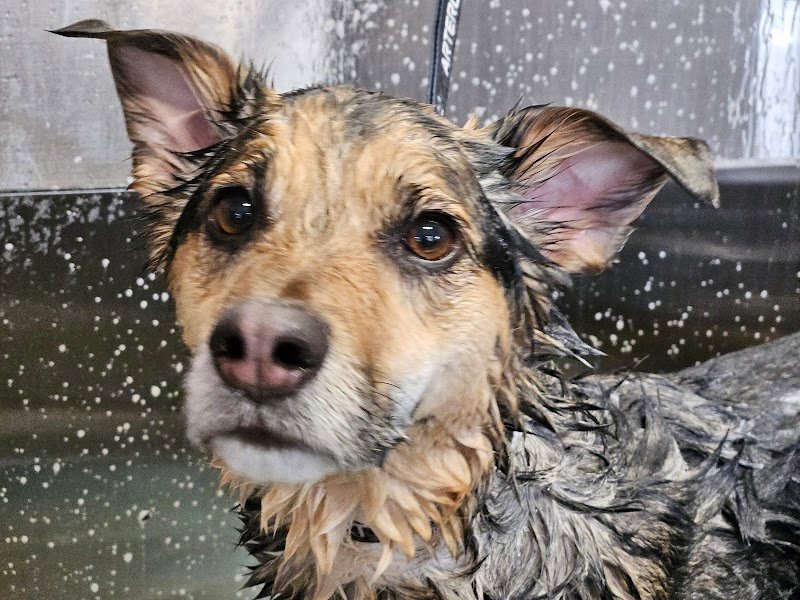 Nora's Pet Grooming, Toelettatura & spa - Foto 3