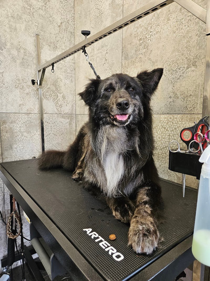 Nora's Pet Grooming, Toelettatura & spa - Foto 5