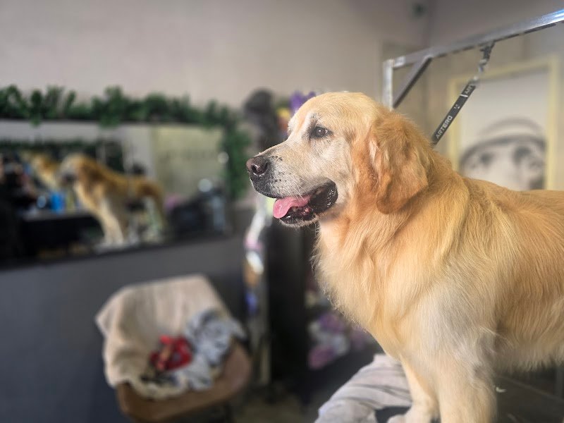 Nora's Pet Grooming, Toelettatura & spa - Foto 6