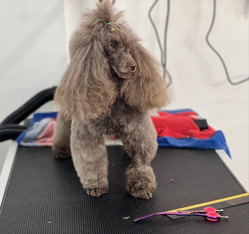 NOVA PET - Pet Shop & Toeletta - Foto 1