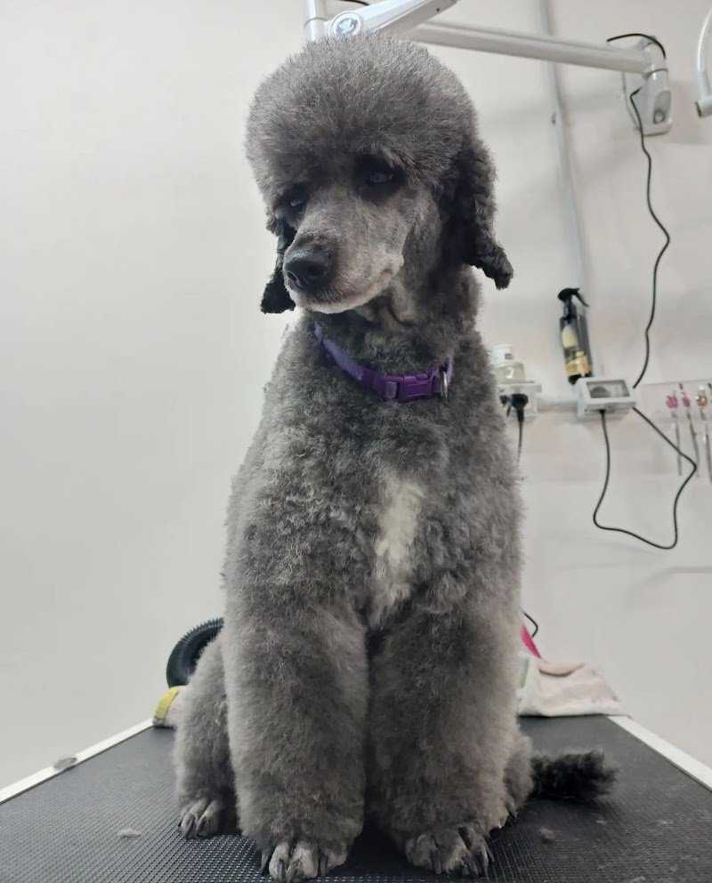 NOVA PET - Pet Shop & Toeletta - Foto 2