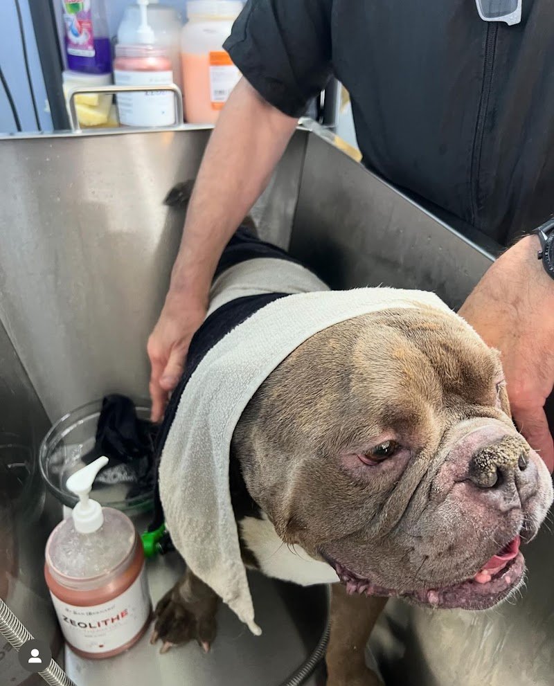 NOVA PET - Pet Shop & Toeletta - Foto 4