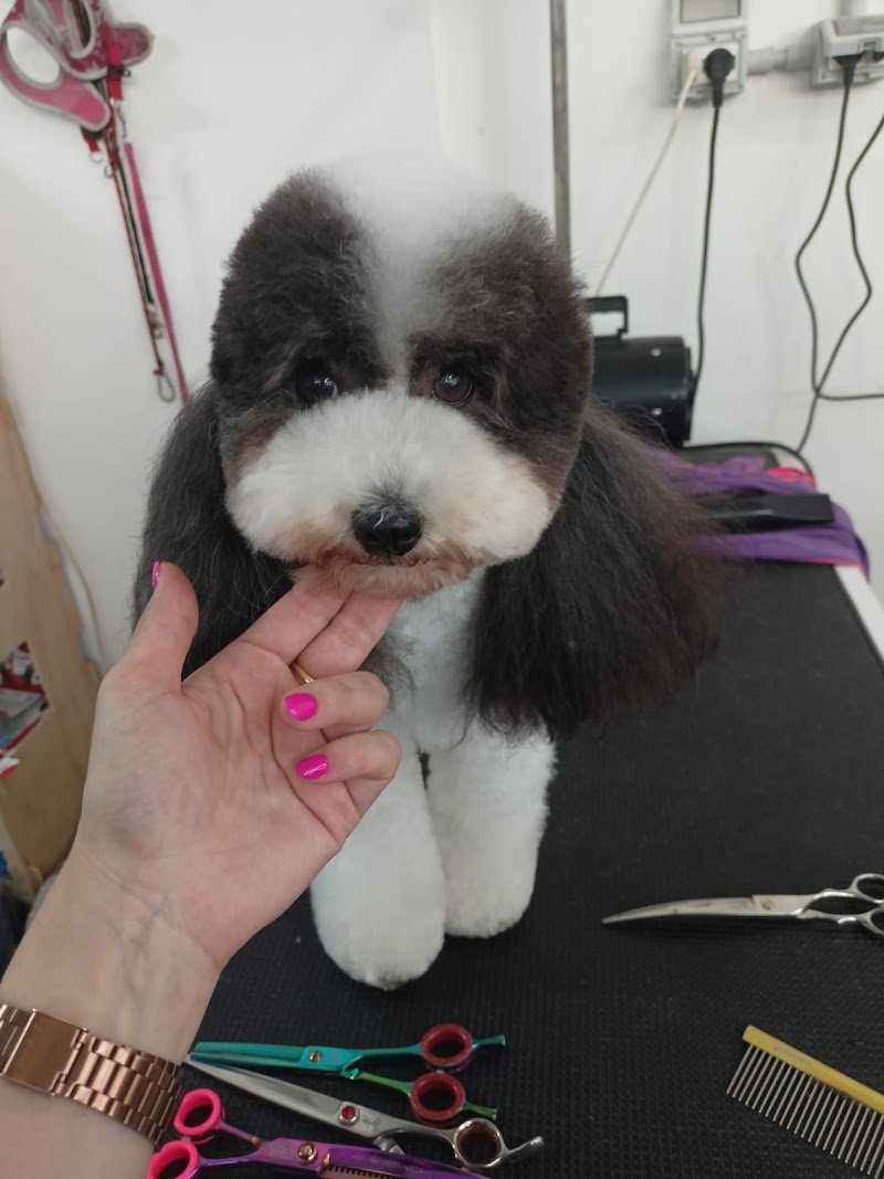 NOVA PET - Pet Shop & Toeletta - Foto 6