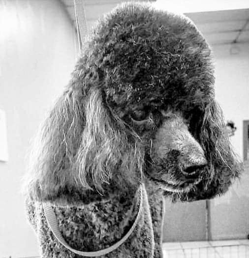 Nuova arca di Noè - Foto 5