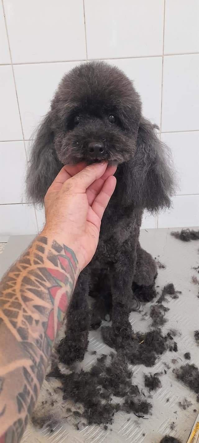 Nuova arca di Noè - Foto 6