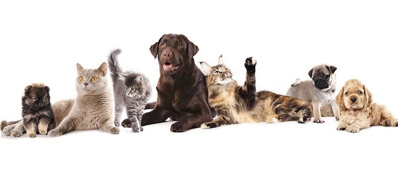 Nuova Lilli Il Vagabondo - Foto 1