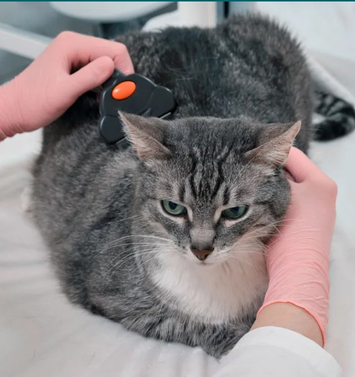 Nuova Lilli Il Vagabondo - Foto 3