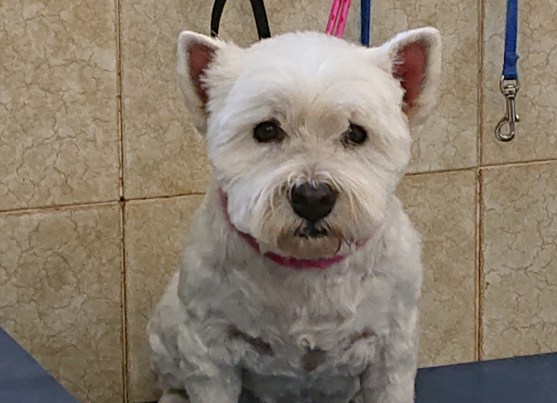 Nuova Lilli Il Vagabondo - Foto 4