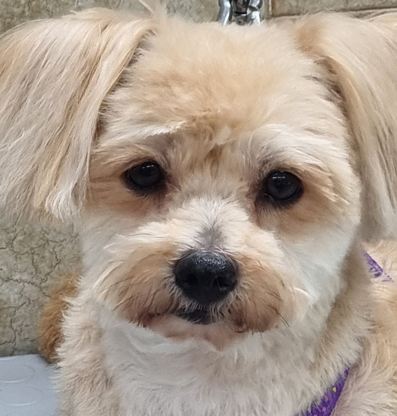 Nuova Lilli Il Vagabondo - Foto 5