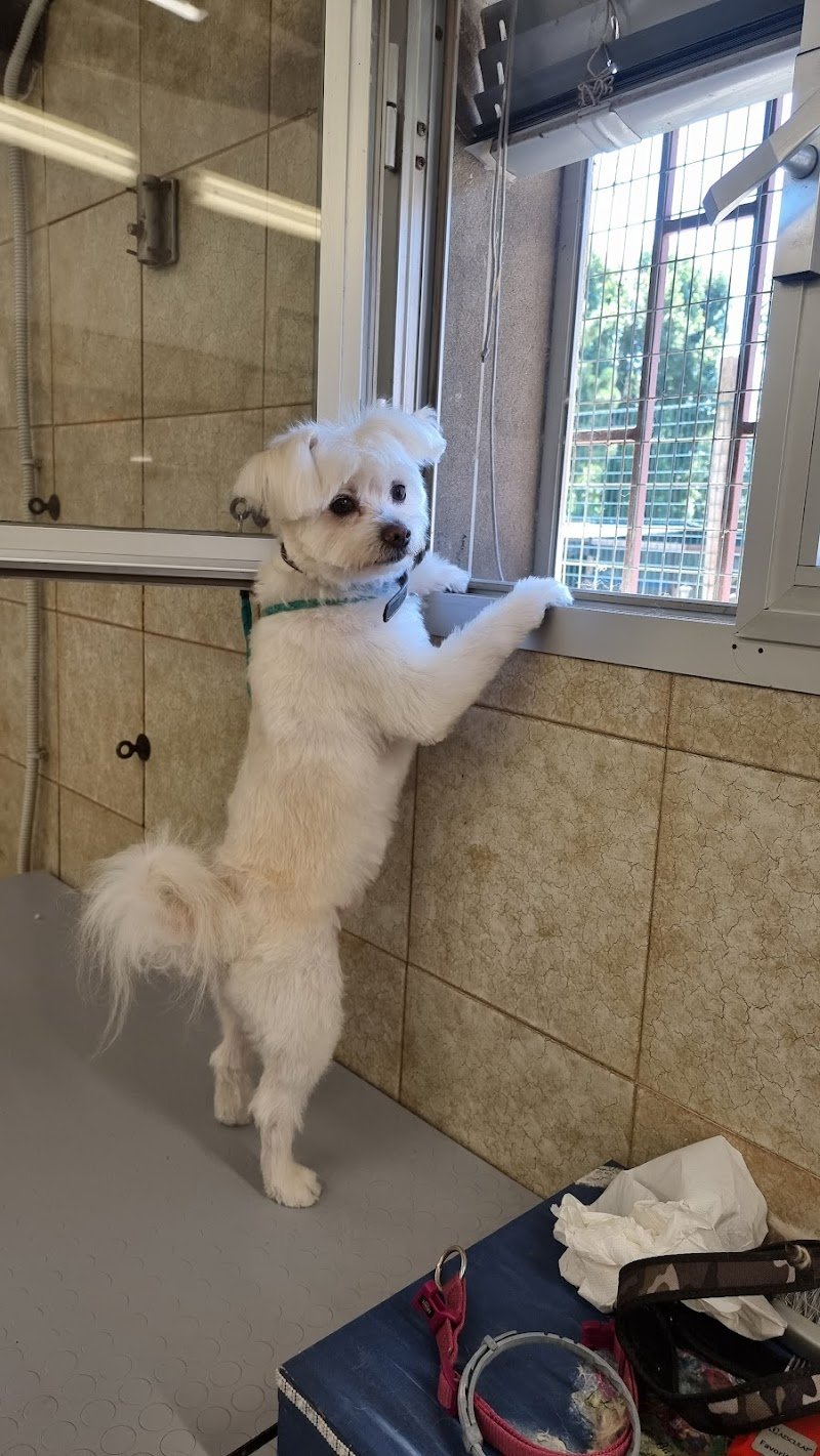 Nuova Lilli Il Vagabondo - Foto 6