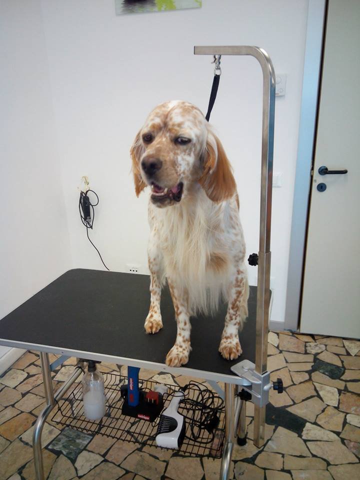 Nuovi di Zecca Pet WellnessToelettatura per Cani & Gatti - Foto 1