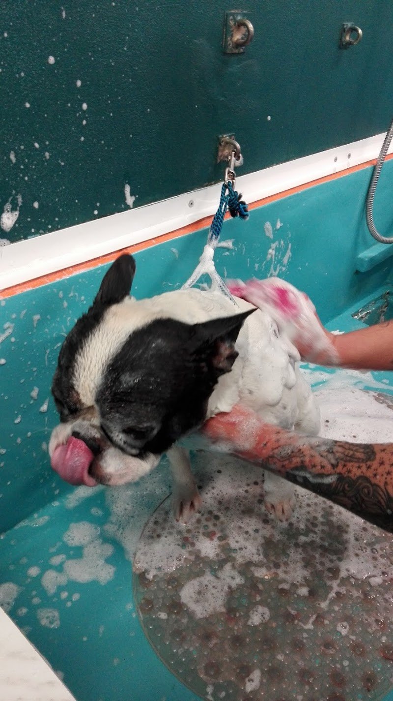 Nuovi di Zecca Pet WellnessToelettatura per Cani & Gatti - Foto 4