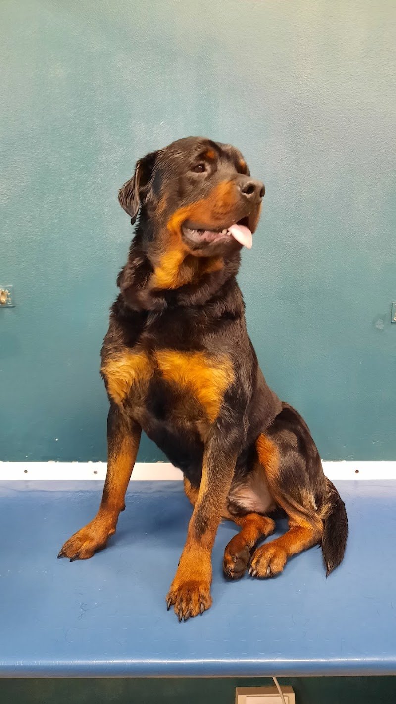 Nuovi di Zecca Pet WellnessToelettatura per Cani & Gatti - Foto 5