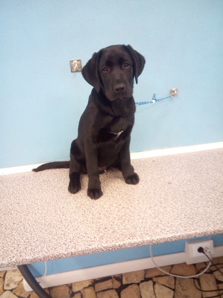 Nuovi di Zecca Pet WellnessToelettatura per Cani & Gatti - Foto 6