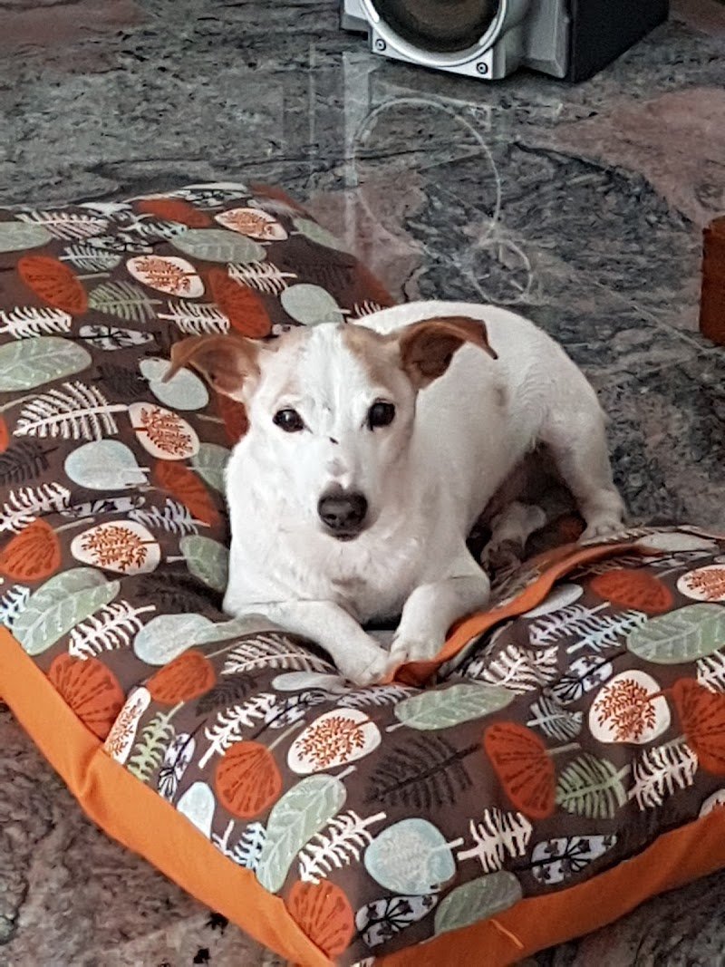 Occhi di gatto Srls - Foto 2