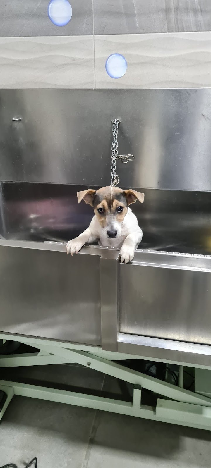 Occhi di gatto Srls - Foto 4