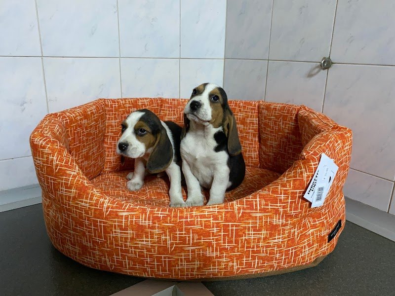 O.D. Zoo - Negozio di Animali e Toelettatura - Foto 3