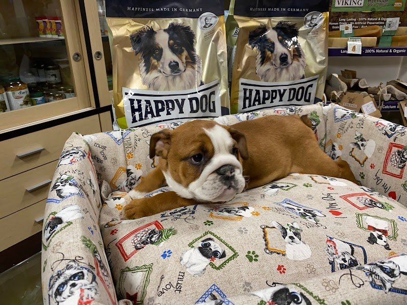 O.D. Zoo - Negozio di Animali e Toelettatura - Foto 4