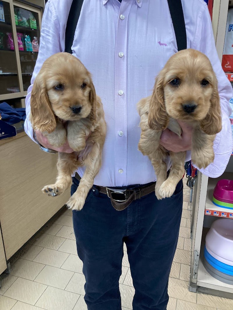 O.D. Zoo - Negozio di Animali e Toelettatura - Foto 5