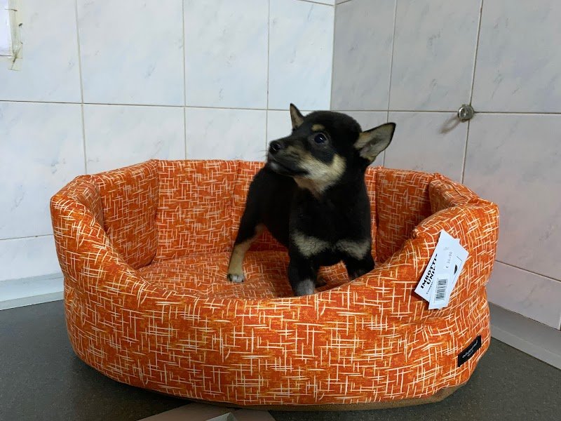 O.D. Zoo - Negozio di Animali e Toelettatura - Foto 6