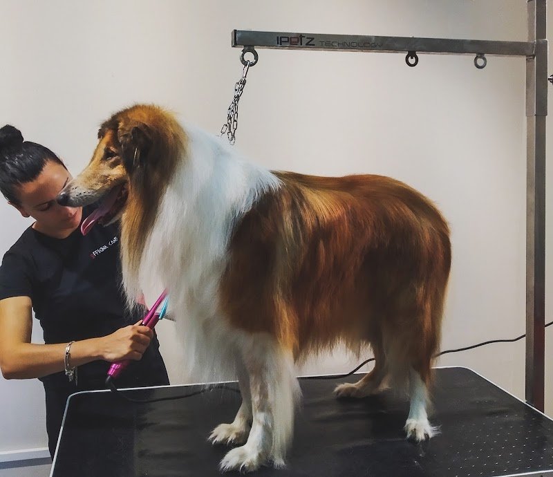 Officina Canis - Foto 2