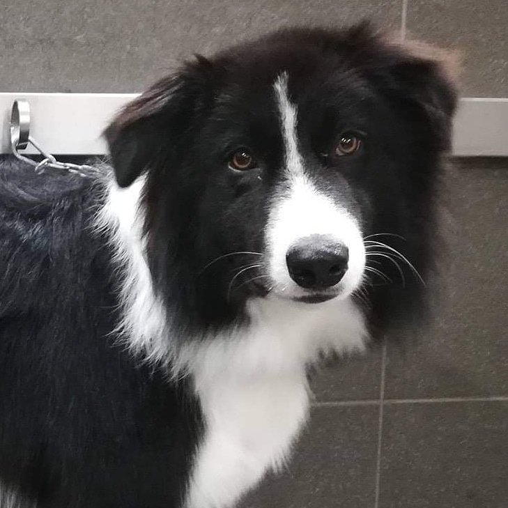 Officina Canis - Foto 5